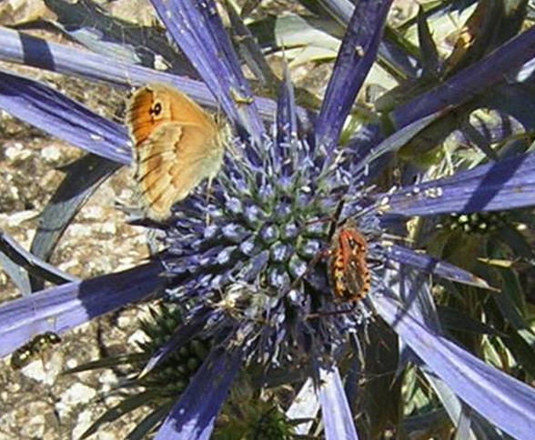 farfalla ed insetto da identificare